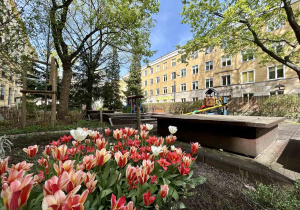 Tulipany, w tle widok na teren placu zabaw.