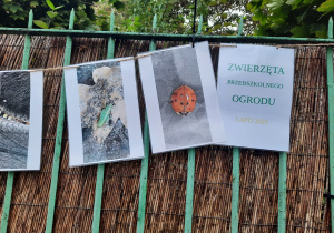 Galeria na płocie. Zdjęcia owadów żyjących na terenie przedszkolnego ogrodu.