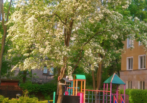 Ogród wiosna. Kwitnący głóg.