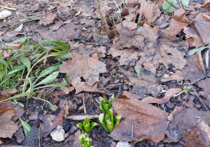 Wychodzące tulipany w przedszkolnym ogródku.