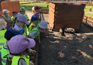 Dzieci oglądające świnki.
