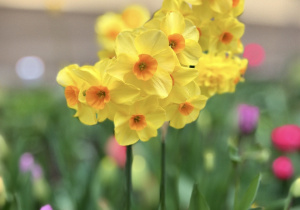 Żółte kwiaty wiosenne.
